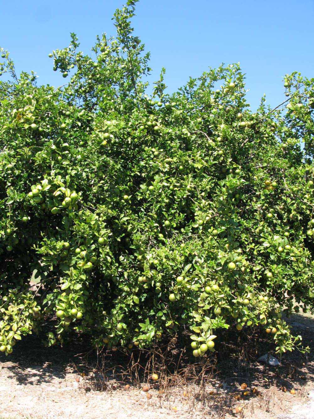            Habit (Winter Haven, FL)   